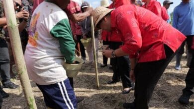 Bupati Sanjaya menanam jagung saat ngantor di Desa Mambang , Selemadeg Timur