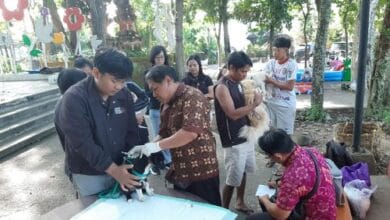 Petugas melakukan vaksinasi anjing milik warga