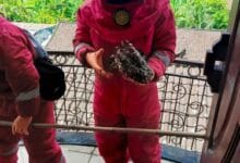 Petugas Damkar Tabanan berhasil mengevakuasi sarang tawon alfinis dari rumah warrga