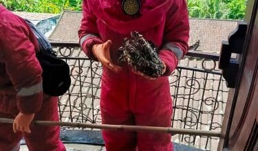 Petugas Damkar Tabanan berhasil mengevakuasi sarang tawon alfinis dari rumah warrga