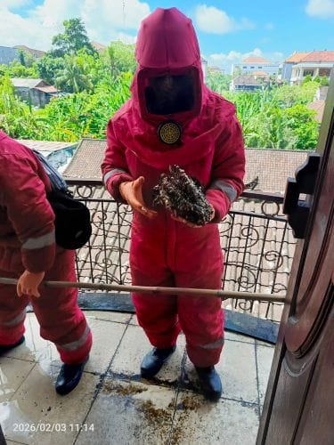 Petugas Damkar Tabanan berhasil mengevakuasi sarang tawon alfinis dari rumah warrga