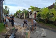 Warga Banjar Kebon Nyitdah, tabanan secara swadaya memperbaiki jalan berlubang dengan pembetonan
