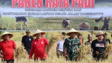 Wabup I Made Dirga melakukan panen raya di subak Lanyah delod Jalan, Desa Tangguntiti, Seltim