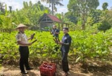Panen terong di Sarana Asimilasi dan Edukasi (SAE) Kebun Lapas Tabanan