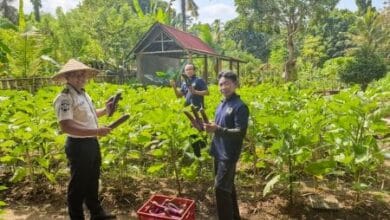 Panen terong di Sarana Asimilasi dan Edukasi (SAE) Kebun Lapas Tabanan