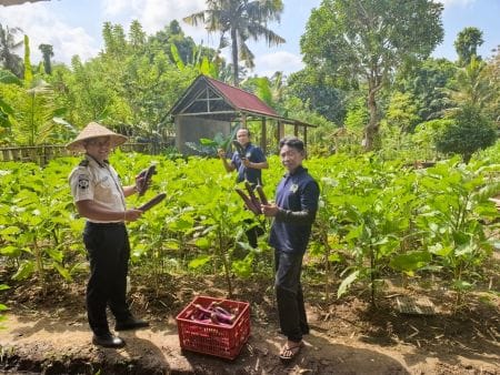 Panen terong di Sarana Asimilasi dan Edukasi (SAE) Kebun Lapas Tabanan