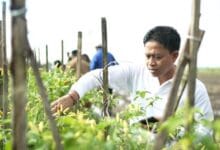 Dinas Pertanian dan Pangan Badung siap tanam cabai di lahan seluas 43 hektar