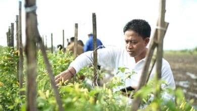 Dinas Pertanian dan Pangan Badung siap tanam cabai di lahan seluas 43 hektar