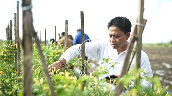 Dinas Pertanian dan Pangan Badung siap tanam cabai di lahan seluas 43 hektar