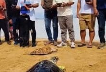 Ketua Komisi II DPRD Kabupaten Badung, I Made Sada menghadirpelepasan tukik dan bersih-bersih pantai yang dilaksanakan di Pulau Penyu