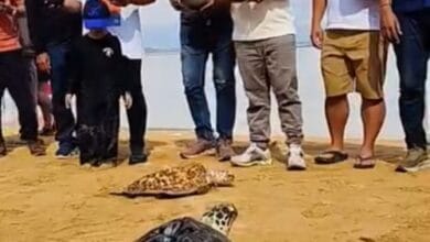 Ketua Komisi II DPRD Kabupaten Badung, I Made Sada menghadirpelepasan tukik dan bersih-bersih pantai yang dilaksanakan di Pulau Penyu