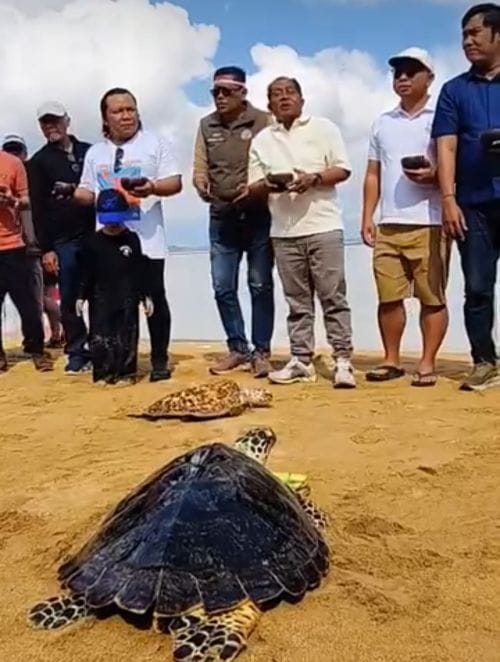 Ketua Komisi II DPRD Kabupaten Badung, I Made Sada menghadirpelepasan tukik dan bersih-bersih pantai yang dilaksanakan di Pulau Penyu