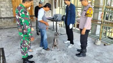 Vaksinasi rabies secara serentak di sejumlah banjar di Desa Penarukan, Kecamatan Kerambitan